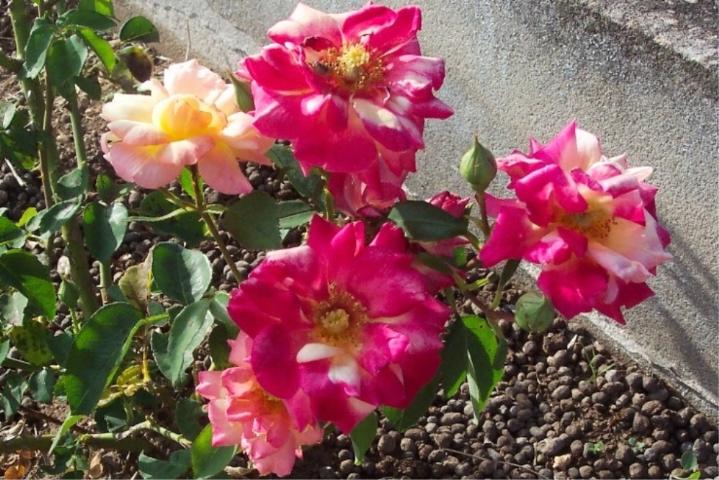 Masquerade Rose